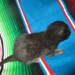 Mau, Smoke Female DOB 2-2-18