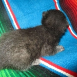 Mau, Smoke Female DOB 2-2-18