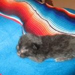 Mau, Smoke Female DOB 2-2-18