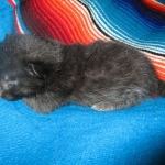 Cleopatra Mau, Smoke Female DOB 2-2-18