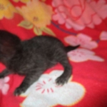 Cleopatra Mau, Smoke Female DOB 2-2-18