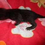 Cleopatra Mau, Smoke Female DOB 2-2-18