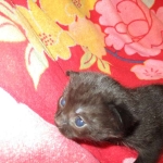 Cleopatra Mau, Smoke Female DOB 2-2-18