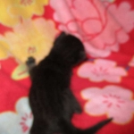 Cleopatra Mau, Smoke Female DOB 2-2-18