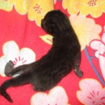 Cleopatra Mau, Smoke Female DOB 2-2-18