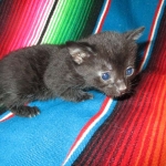 Cleopatra Mau, Smoke Female DOB 2-2-18