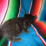 Cleopatra Mau, Smoke Female DOB 2-2-18