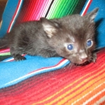 Cleopatra Mau, Smoke Female DOB 2-2-18