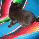 Cleopatra Mau, Smoke Female DOB 2-2-18