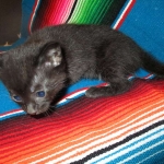 Cleopatra Mau, Smoke Female DOB 2-2-18