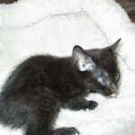 Cleopatra Mau, Smoke Female DOB 2-2-18