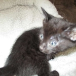 Cleopatra Mau, Smoke Female DOB 2-2-18