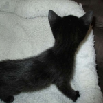 Cleopatra Mau, Smoke Female DOB 2-2-18