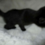 Cleopatra Mau, Smoke Female DOB 2-2-18