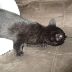 Cleopatra Mau, Smoke Female DOB 2-2-18