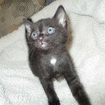 Cleopatra Mau, Smoke Female DOB 2-2-18