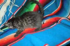  Venus, Mau, Smoke Female darkest DOB 8-20-17