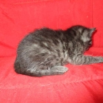 Smoke, Egyptian Mau, female DOB 8-20-17