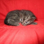 Smoke, Egyptian Mau, female DOB 8-20-17