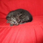 Smoke, Egyptian Mau, female DOB 8-20-17