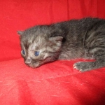 Smoke, Egyptian Mau, female DOB 8-20-17