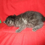 Smoke, Egyptian Mau, female DOB 8-20-17