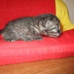 Smoke, Egyptian Mau, female DOB 8-20-17