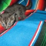 Smoke, Egyptian Mau, female DOB 8-20-17