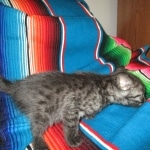 Smoke, Egyptian Mau, female DOB 8-20-17