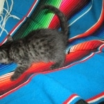 Smoke, Egyptian Mau, female DOB 8-20-17