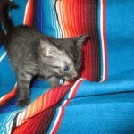 Smoke, Egyptian Mau, female DOB 8-20-17