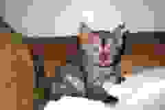 Dahshur Bastet Mau Smoke female DOB 10-4-18