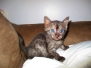 Dahshur Bastet Mau Smoke female DOB 10-4-18