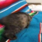 Mau, Smoke, Female, DOB 10-4-18