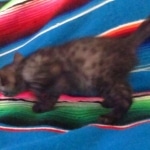 Mau, Smoke, Female, DOB 10-4-18