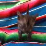 Mau, Smoke, Female, DOB 10-4-18