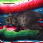 Mau, Smoke, Female, DOB 10-4-18