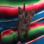 Mau, Smoke, Female, DOB 10-4-18