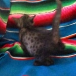 Mau, Smoke, Female, DOB 10-4-18