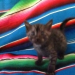 Mau, Smoke, Female, DOB 10-4-18