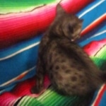 Mau, Smoke, Female, DOB 10-4-18