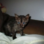 Mau, Smoke, Female, DOB 10-4-18