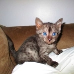 Mau, Smoke, Female, DOB 10-4-18