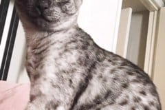 Cooper, Mau, Smoke, Female DOB 4-30-18