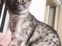 Cooper, Mau, Smoke, Female DOB 4-30-18