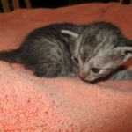 Mau, Smoke, female DOB 4-30-18