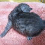 Mau, Smoke, female DOB 4-30-18