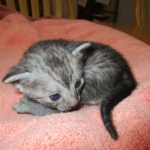 Mau, Smoke, female DOB 4-30-18