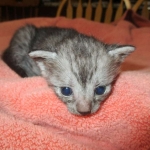 Mau, Smoke, female DOB 4-30-18