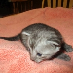 Mau, Smoke, female DOB 4-30-18